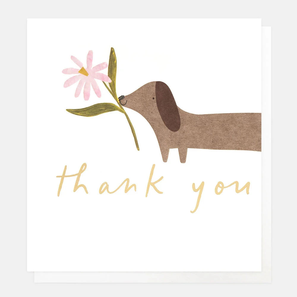Card | Thank you Sausage Dog with Flower Greeting card Caroline Gardner 